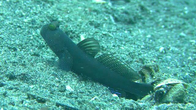 1001Lembeh_1230_%202011-0.jpg